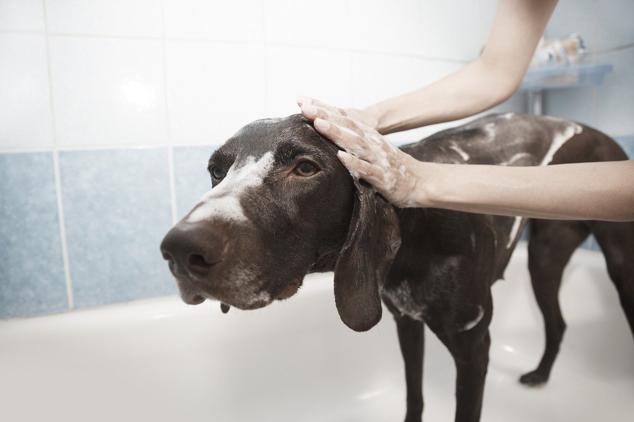 dog, shower, grooming-1178365.jpg